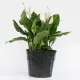 Planta Natural de Interior Spathiphyllum Sensation