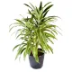 Planta Natural Dracaena Amarilla