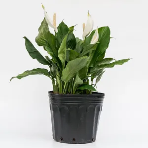 Planta Natural de Interior Spathiphyllum Sensation