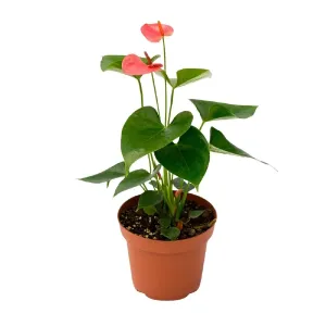 Planta Anthurio Rosado Mediano 4Estaciones